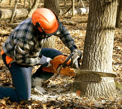 Tree Removal in Morrice, MI